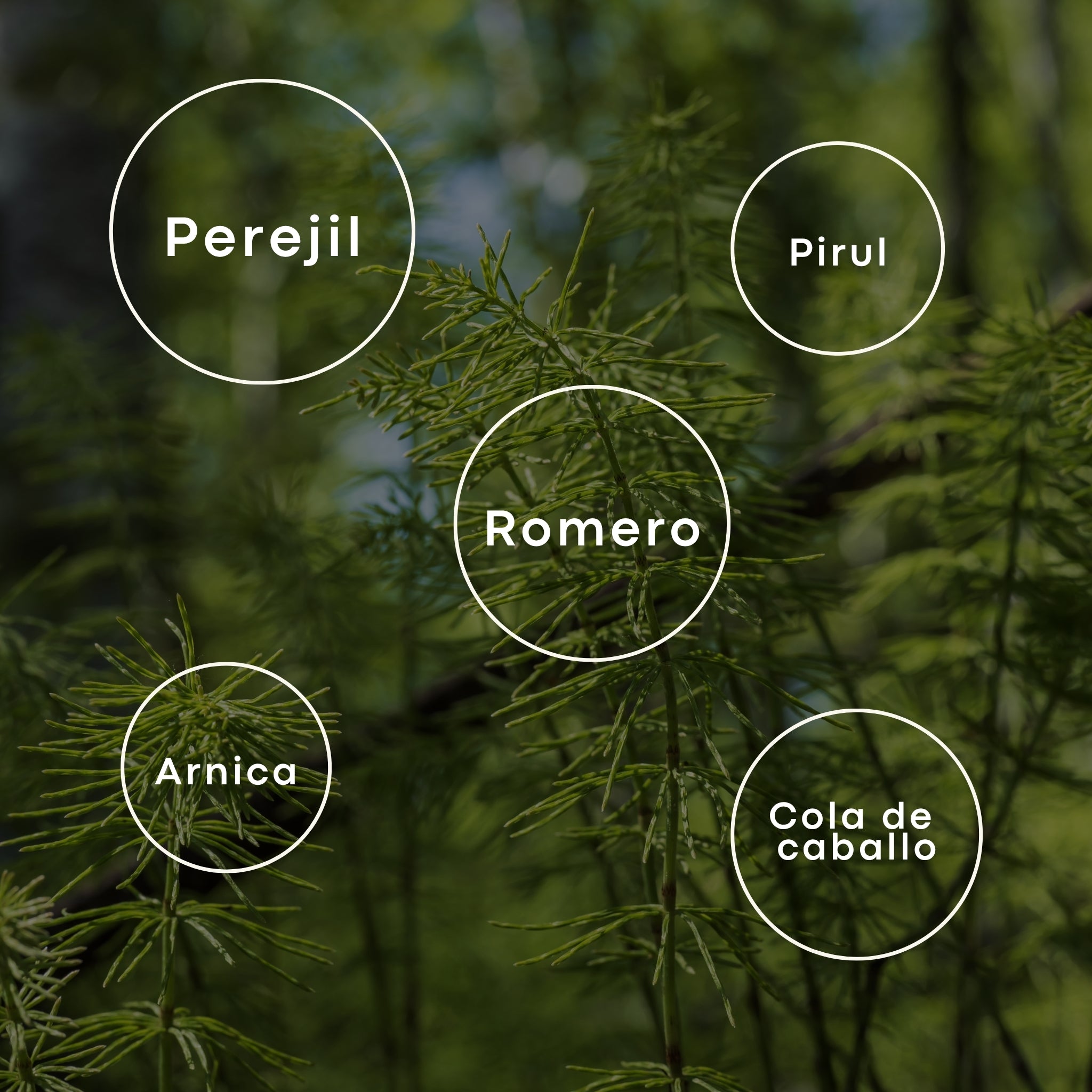 Pócima Ancestral - Tratamiento Completo